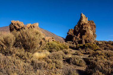 Pico del Teide. Tenerife, İspanya. bitkiler ve lav.