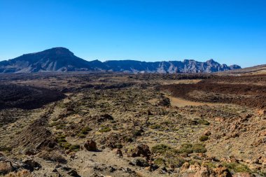 Pico del Teide. Tenerife, İspanya. bitkiler ve lav.