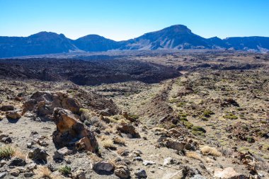 Pico del Teide. Tenerife, İspanya. bitkiler ve lav.