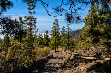 Sırt çantasıyla seyahat ediyor. Dağ yolu. kanarya çamı.
