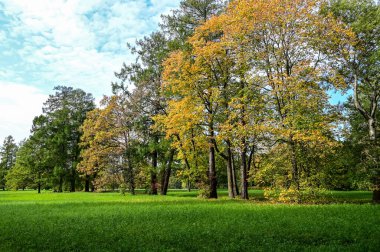 Güneşli ışınları olan görkemli parçacıklı orman. Doğal park. Dramatik sıradışı sahne. Kırmızı ve sarı sonbahar yaprakları. Güzellik dünyası.
