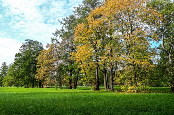 Güneşli ışınları olan görkemli parçacıklı orman. Doğal park. Dramatik sıradışı sahne. Kırmızı ve sarı sonbahar yaprakları. Güzellik dünyası.