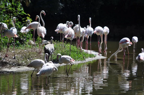 The rose flamingos on the river .