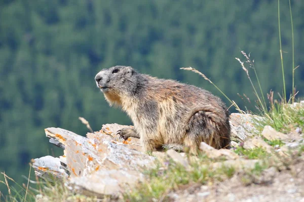 Marmot Bergen — Stockfoto
