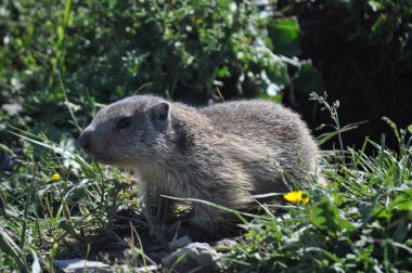Dağlarda Marmot .