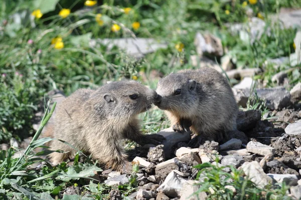 Ten Svišť Horách Marmoti Hrají — Stock fotografie