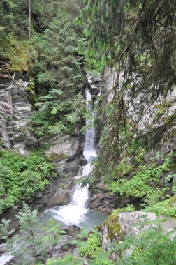 Ormandaki şelale manzarası .