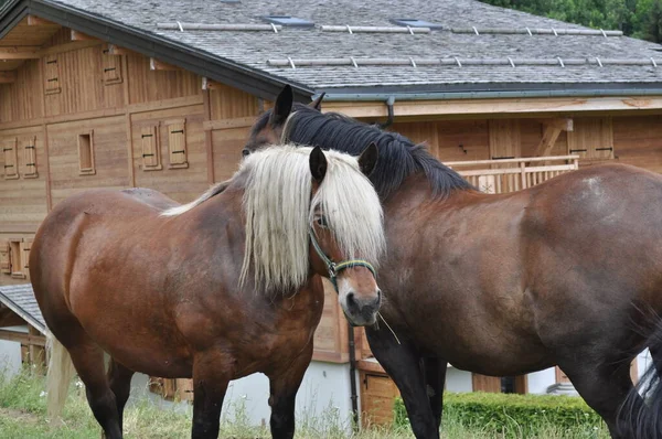 Caii Din Apropierea Casei Din Megeve — Fotografie, imagine de stoc