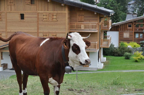 Корови Біля Будинку Альпи — стокове фото