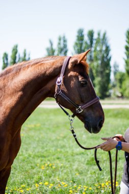 Dandelions glade içinde kırmızı at