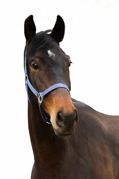 Ein Pferd Der Warmen Jahreszeit Stall — Stockfoto