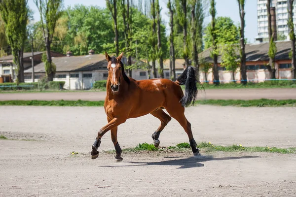 安定した暖かい季節の馬 — ストック写真