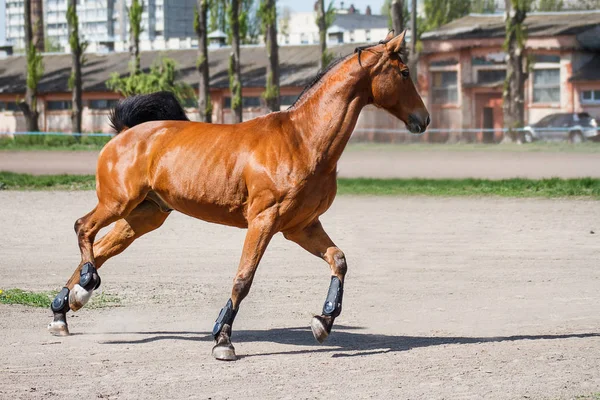 安定した暖かい季節の馬 — ストック写真