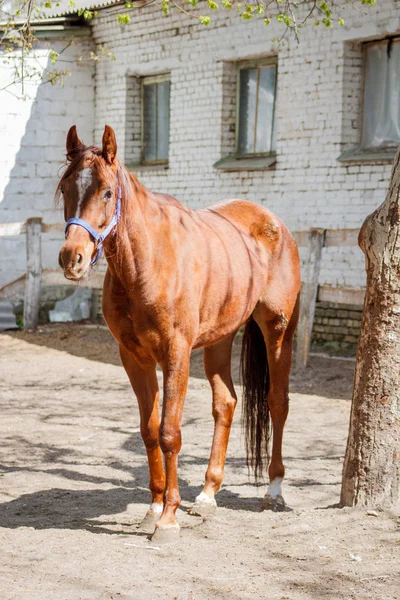 安定した暖かい季節の馬 — ストック写真