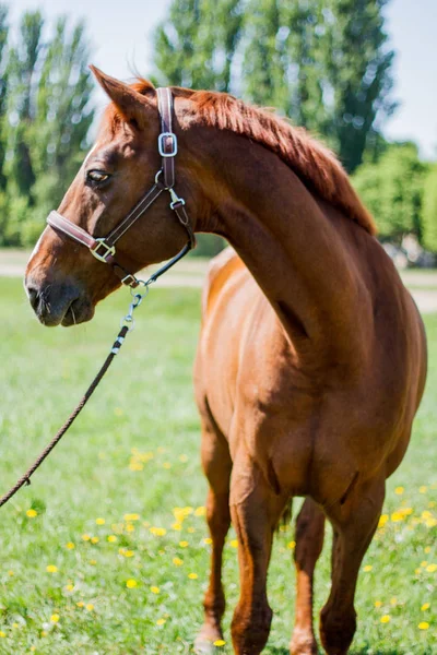 Cavalo Vermelho Uma Clareira Dentes Leão — Fotografia de Stock