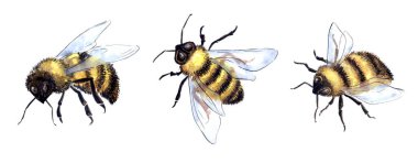 Suluboya çizimi. Beyaz arkaplanda arı