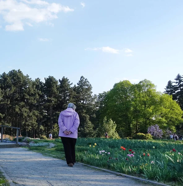 Walk in the park in the spring. An elderly woman walks leisurely along the alley along the flowering tulips