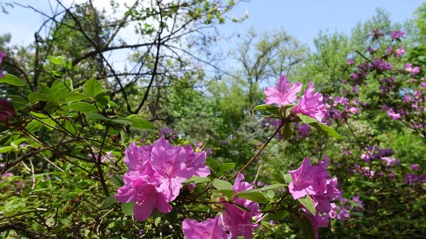 Цветение Весной Poukhanense Azalea Корейской Azalea Rhododendron Yedoense Var Poukhanense — стоковое фото