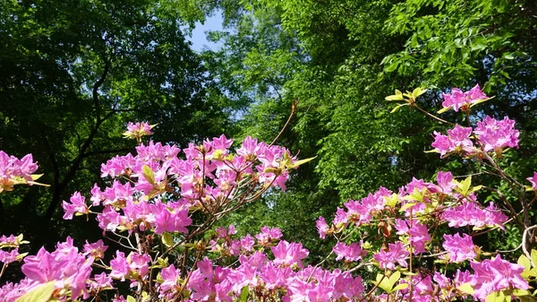 Корейская Розовая Азалия Rhododendron Poukhanense Levl Парке Парке Фоне Зеленых — стоковое фото