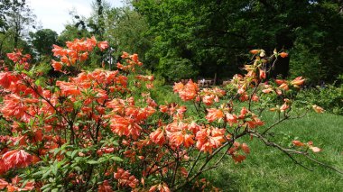 Kırmızı çiçekler ormangülü mollis botanik bahçesi içinde