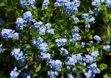 Parlak mavi korun bir çayırda