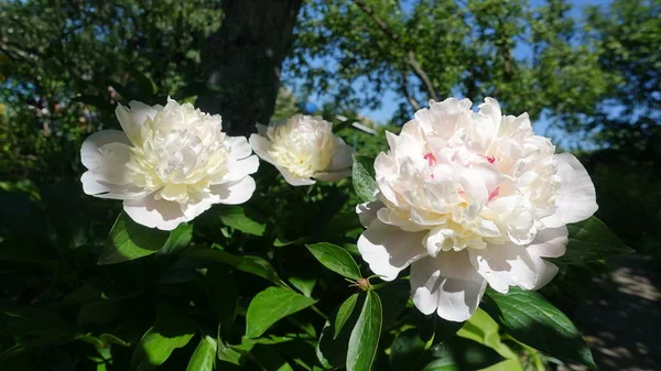 Çiçekli Beyaz peonies bahar günü bahçesinde
