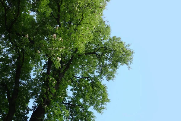 İlkbaharda, mavi gökyüzü karşı çiçekli zaman uzun boylu bir yaşlı kestane