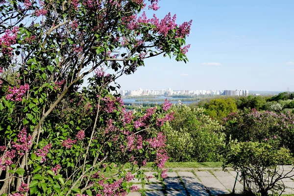 キエフの植物園 — ストック写真