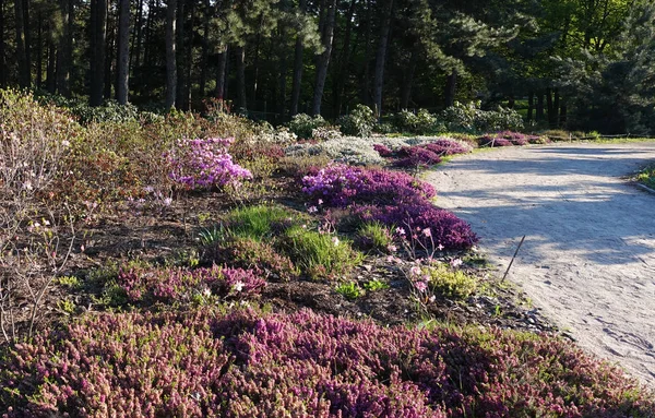 Ground-cover plants in the botanical garden