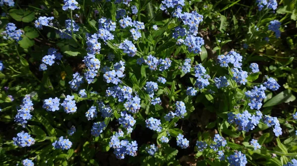 Unutma, mavi bahar çiçekleri