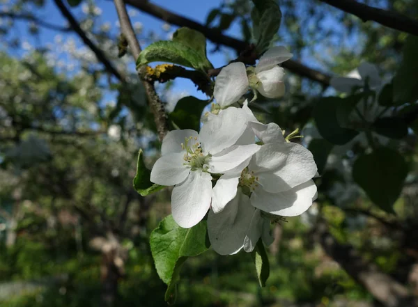 Цвет яблони в саду — стоковое фото