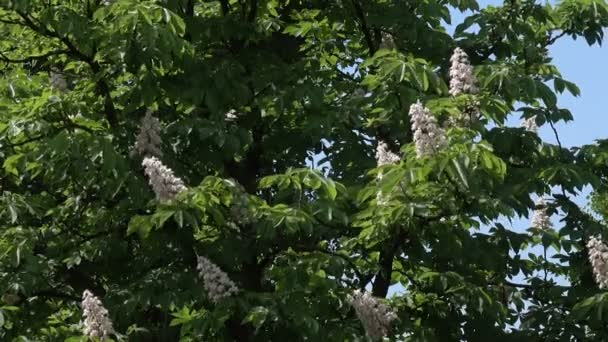 Fehér Gesztenye Virágok Tavasszal Napos Közelről — Stock videók