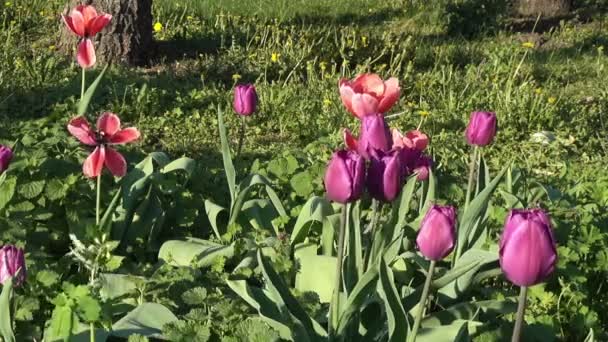 Roze Tulpen Onder Het Gras Het Park Het Voorjaar — Stockvideo