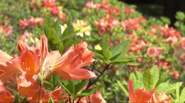 Bahçedeki güneşte turuncu Japon ormangülü flovers Close-up.