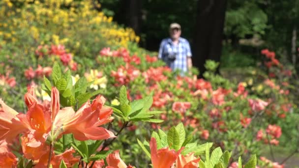 在公园里有橘色的日本杜鹃花 远处有个男人沿着花朵漫步 — 图库视频影像