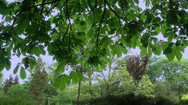 Διάτρητη Φύλλα Καστανιάς Την Άνοιξη Ενάντια Στα Δέντρα Του Πάρκου — Αρχείο Βίντεο
