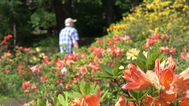 Caminhando Fim Semana Parque Florescente Primavera Homem Passa Pelos Rododendros — Vídeo de Stock