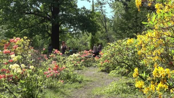 キエフ ウクライナ 2018 春の日当たりの良い公園で散歩します 女性が開花の写真を取っている色とりどりのツツジの茂み — ストック動画