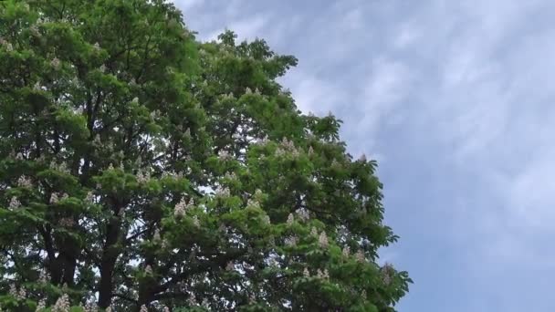 Stora Blommande Kastanjeträdet Mot Himlen — Stockvideo