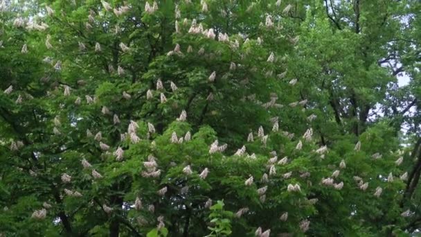 Veel Kastanje Bloemen Onder Groene Bladeren Het Voorjaar — Stockvideo