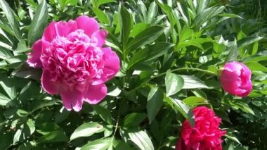 Kırmızı peonies bahar günü bahçede, sunlitnies bahar çiçekli