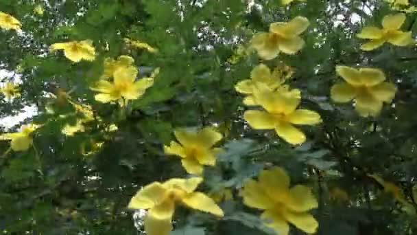 Viele Blumen Gelber Jasmin Nahaufnahme — Stockvideo