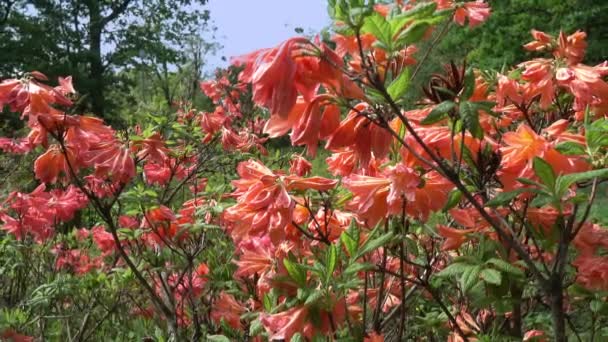 Primer Plano Flores Arbusto Florecientes Naranja Rododendro Japonés — Vídeos de Stock