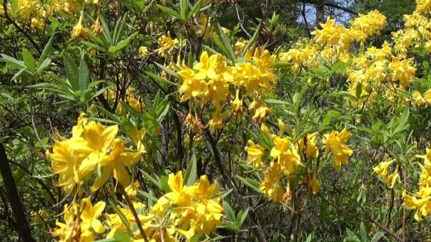 Närbild Blommande Blommor Rhododendron Gula Parken — Stockvideo