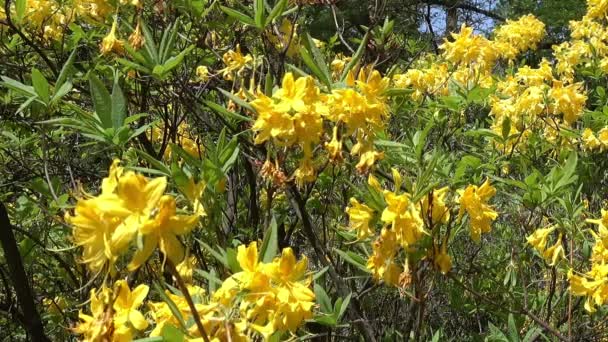 Primo Piano Fiori Fioriti Giallo Rododendro Nel Parco — Video Stock