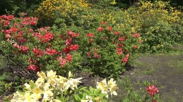 Kvetoucí Červené Žluté Bílé Japonské Rododendrony Parku Pod Stromy Stěhování — Stock video