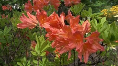 Çiçekli Close-up bir bahar günü turuncu Japon ormangülü çiçek