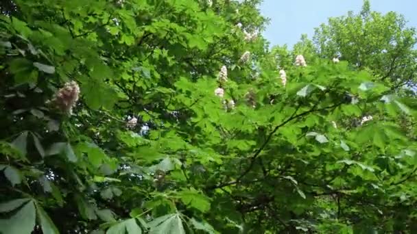 Blad Och Blommor Kastanj Springand Blommor Kastanj — Stockvideo