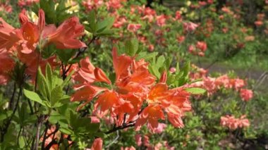 Turuncu Japon ormangülü çiçek bahar bahçesinde...