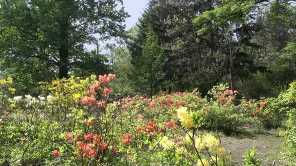 黄色と赤のシャクナゲ 古い公園の低木 — ストック動画